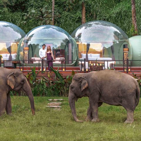 elephants in front of bubble tents