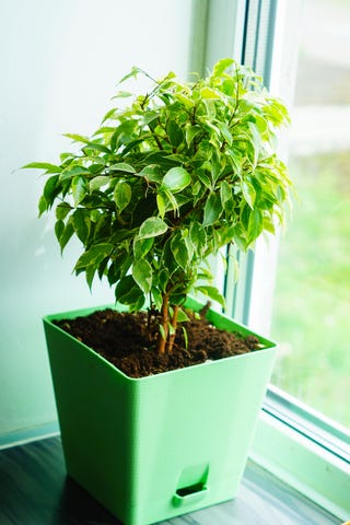 Glossy green leaves of a ficus of Benjamin Glossy green leaves of a ficus of Benjamin