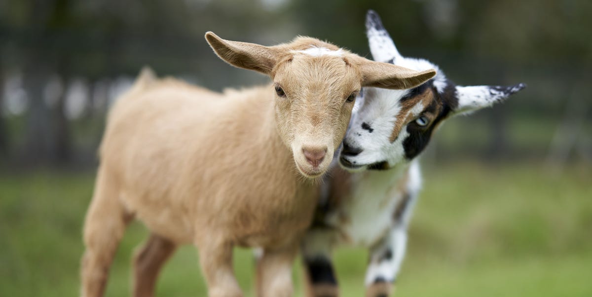 7 Popular Dairy Goat Breeds | Best Dairy Goats for Beginners