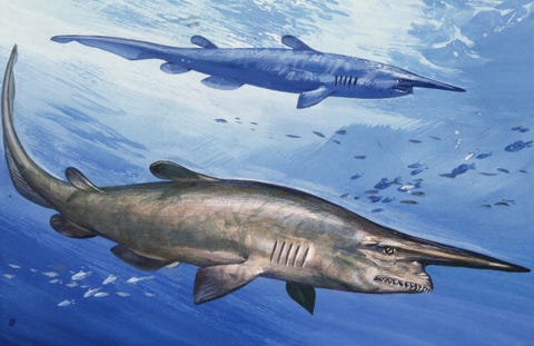 La evolución de las especies: estos animales no han cambiado