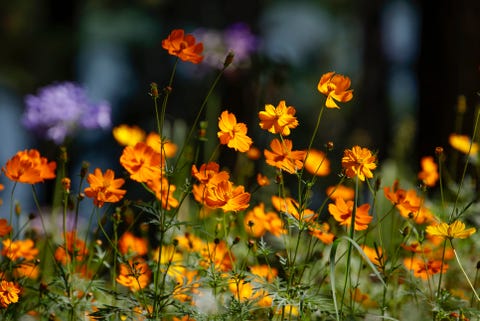 Gardening in September: Everything you need to do this month