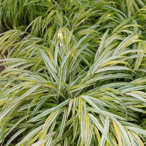 golden japanese forest grass golden japanese forest grass