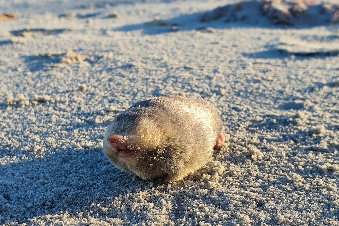 Scientists Have Rediscovered a Golden Mole That Has Been Missing Since 1937