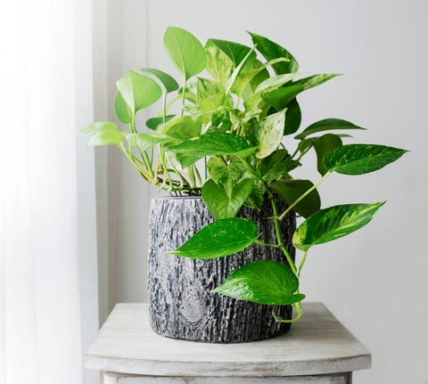 Golden pothos or Epipremnum aureum at window in the bedroom home and garden Golden pothos or Epipremnum aureum at window in the bedroom home and garden