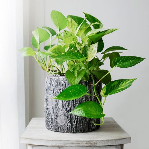 Voordele vir binnenshuise plante