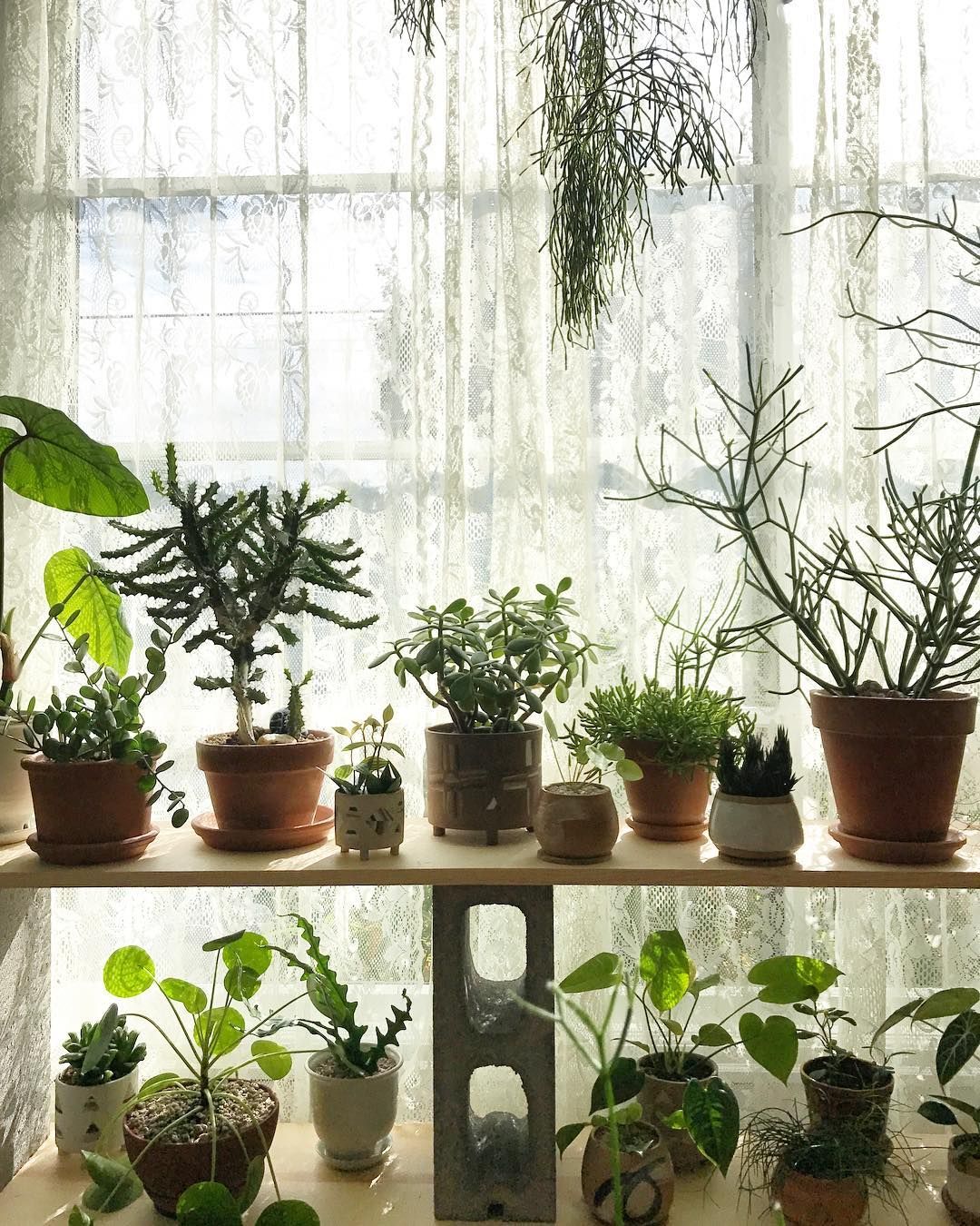 These Bedroom Plants Will Give You The Best Sleep Ever Guaranteed