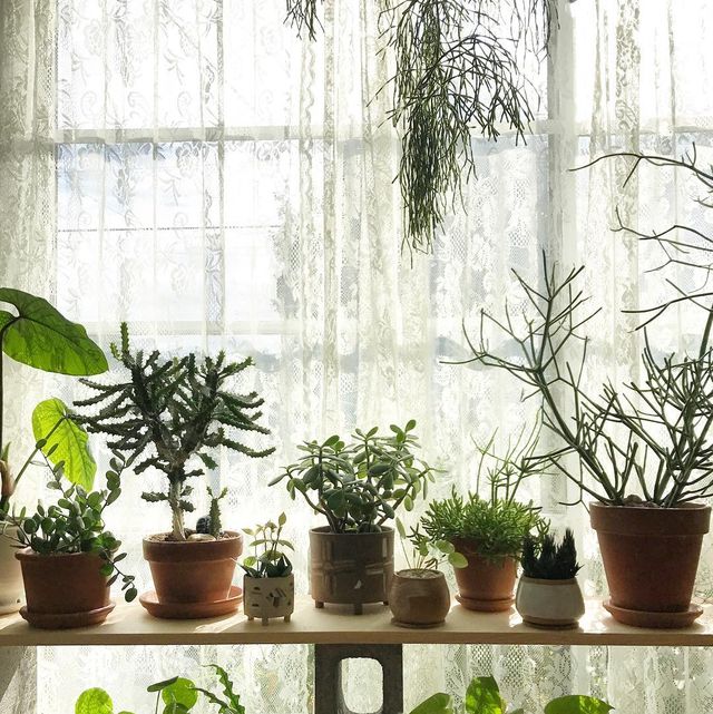 These Bedroom Plants Will Give You The Best Sleep Ever Guaranteed