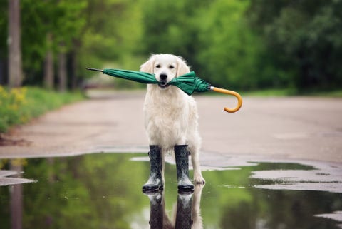 golden retriever dog in rain boots holding an umbrella golden retriever dog in rain boots holding an umbrella