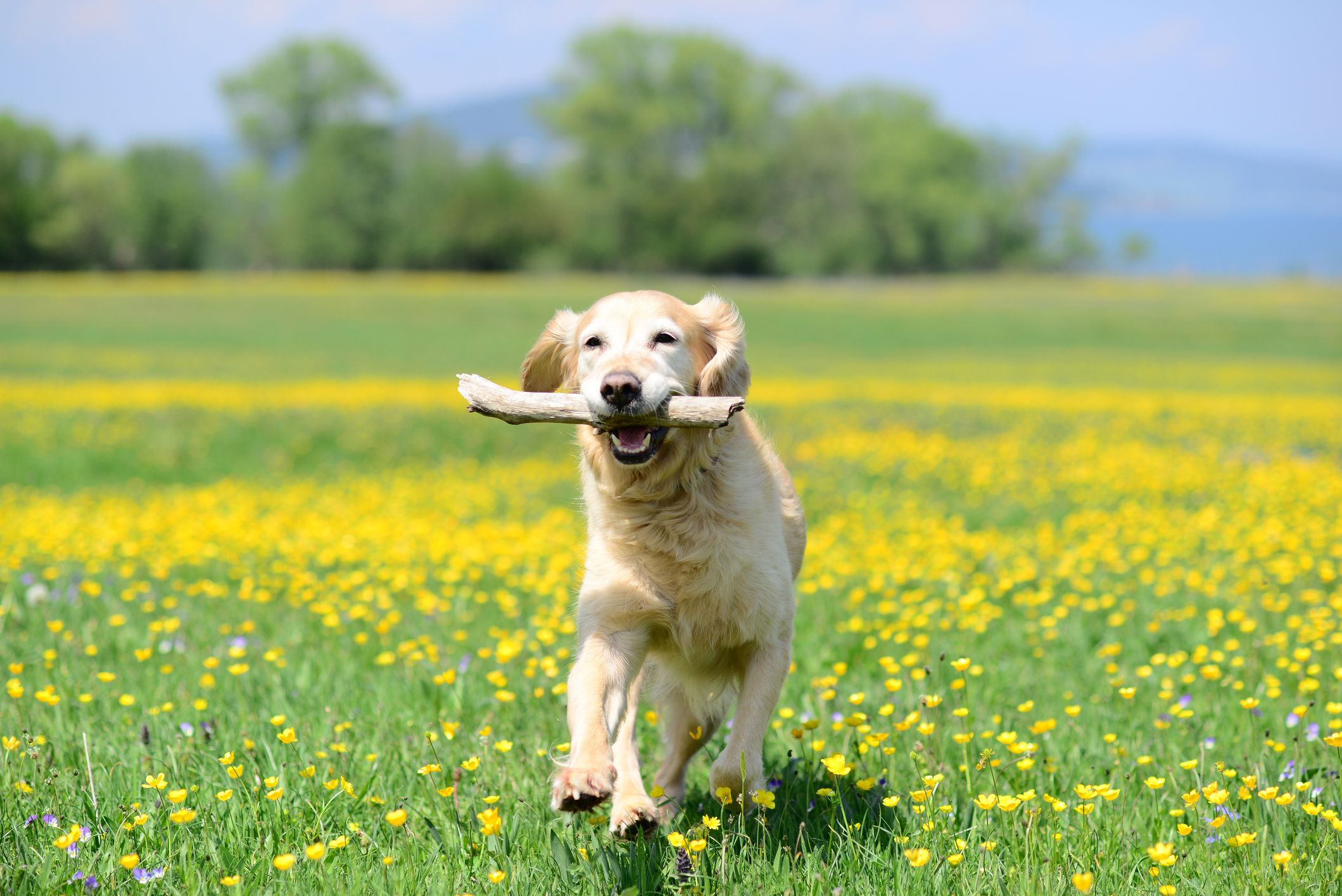 Hay Fever – Can Dogs Get Hay Fever 