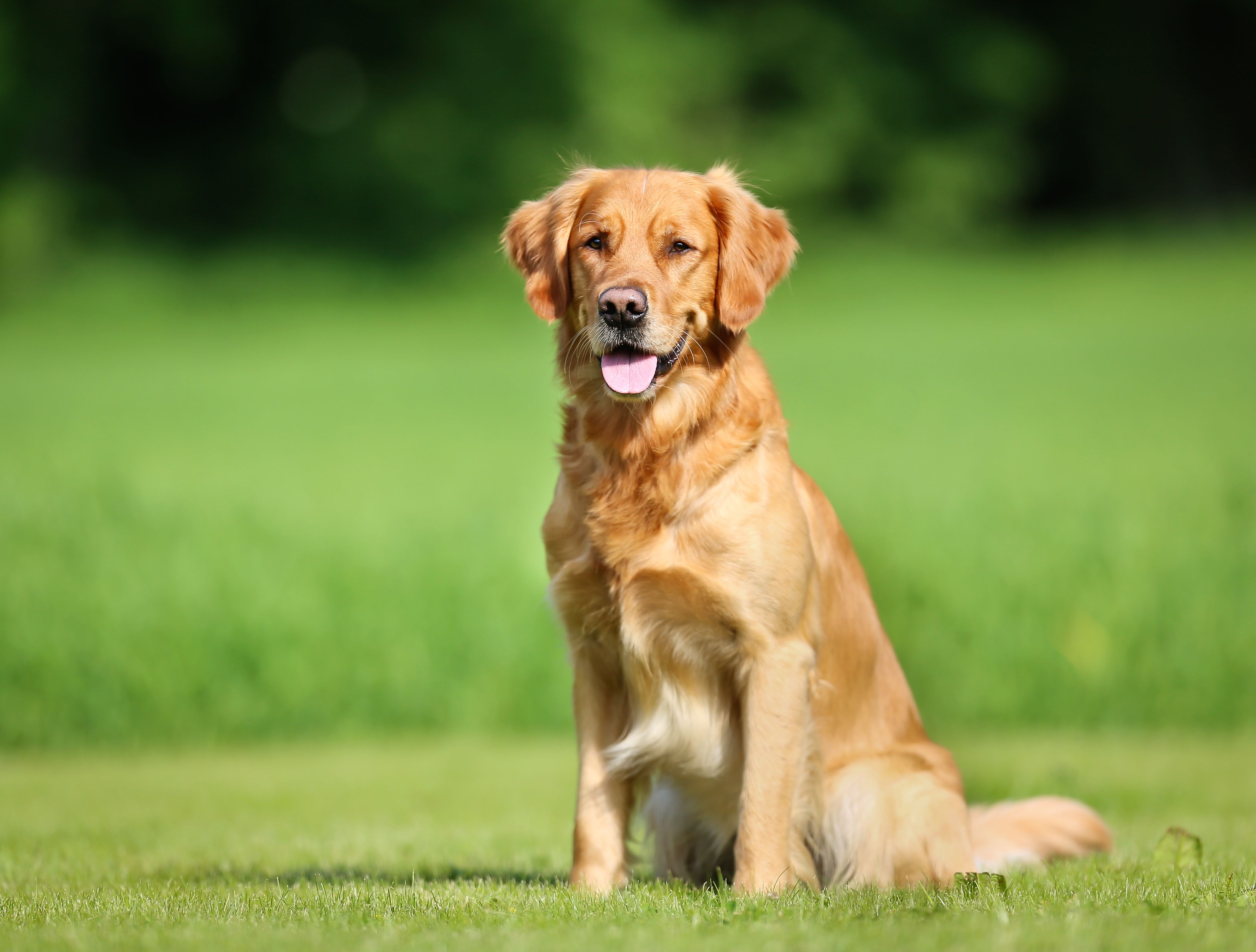 dog friendly dog breeds