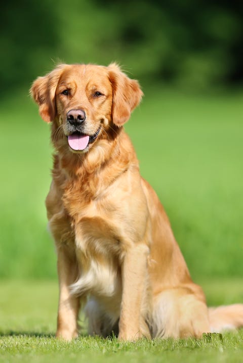 golden retriever dog