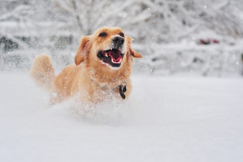 Golden retriever dog running on fresh snow