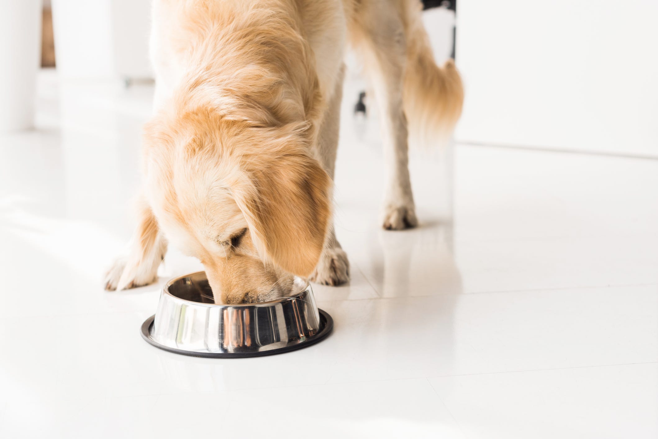 what should i look for when buying dog food