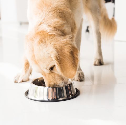 where to buy dog food online