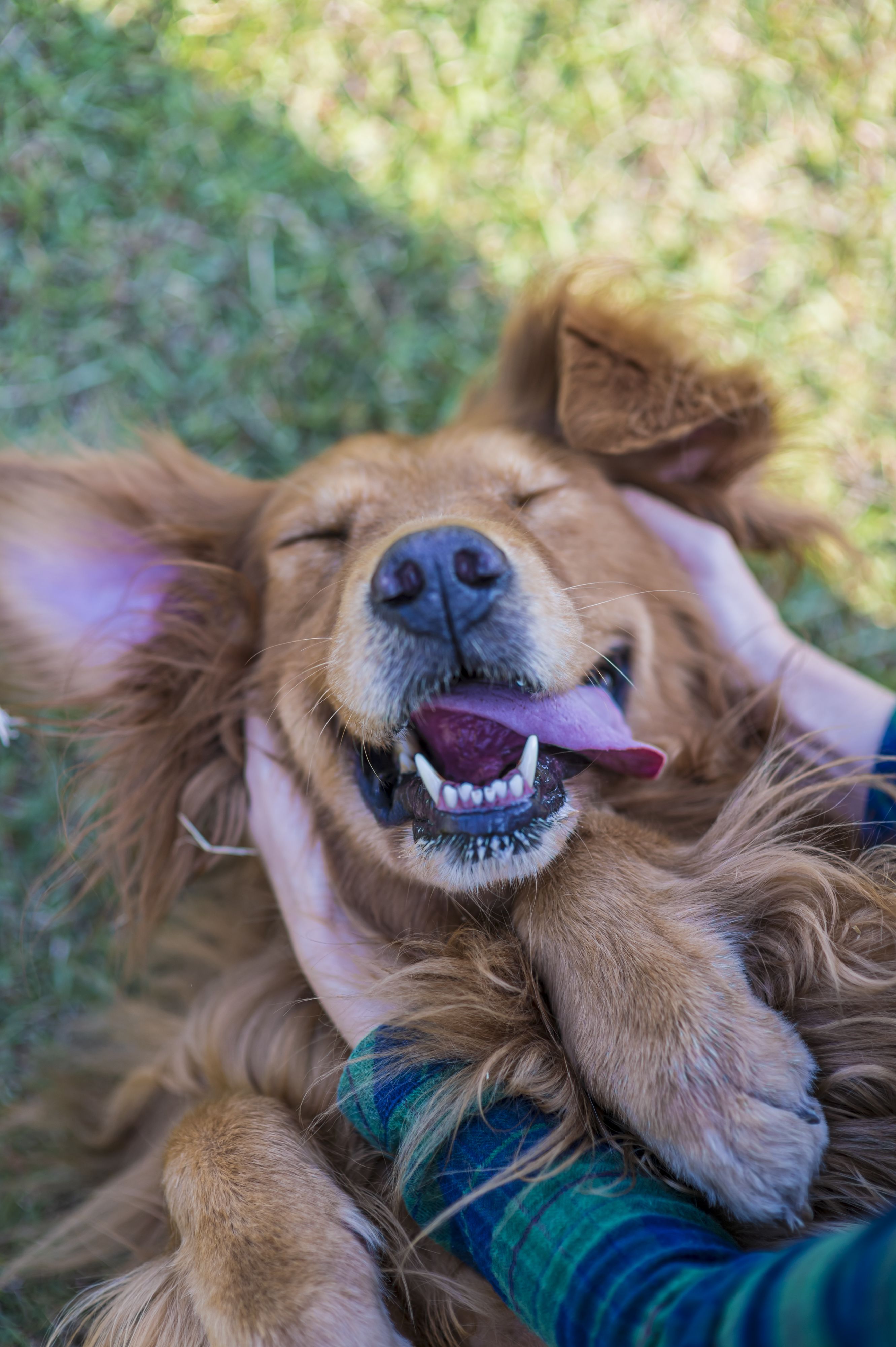 この笑顔がたまらない 癒しの犬画像集