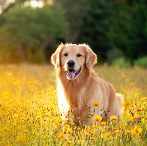 les golden retrievers sont l'une des meilleures races de chiens d'assistance pour les personnes ayant un handicap physique et des problèmes de mobilité