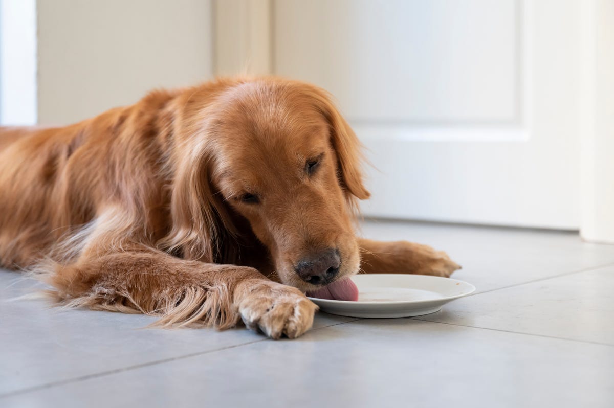 Here S Why It S Dangerous To Let Your Dog Lick Your Plate