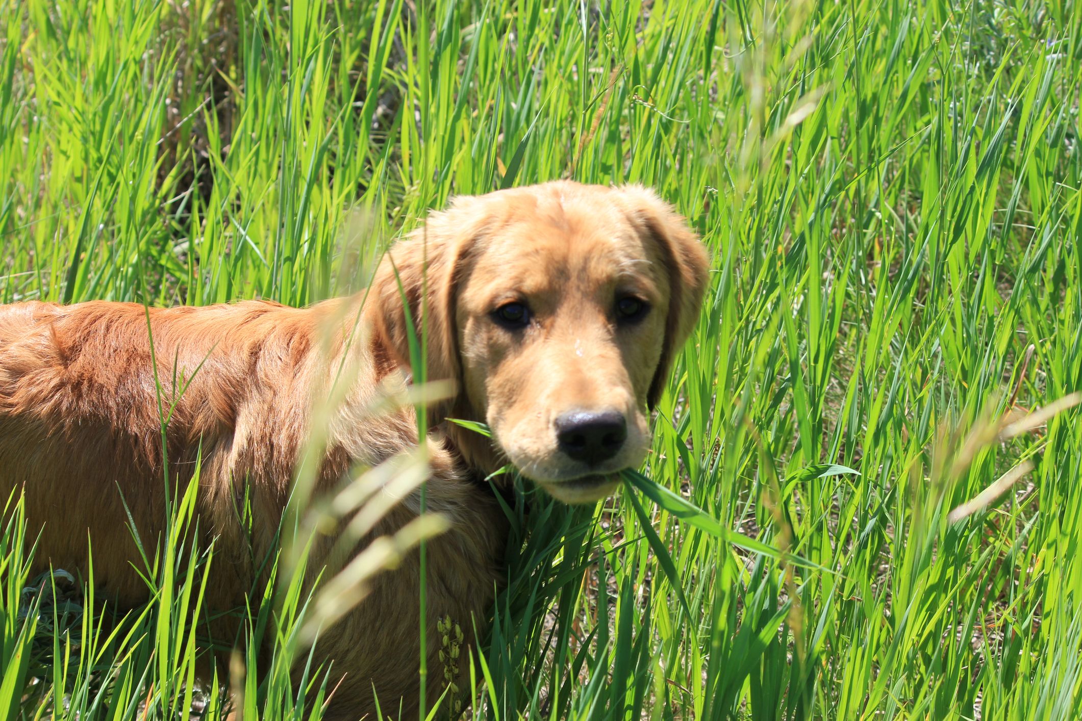 Why is my puppy eating grass and throwing up