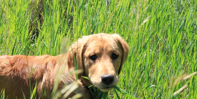 Why Do Dogs Eat Grass Common Reasons And Safety Advice