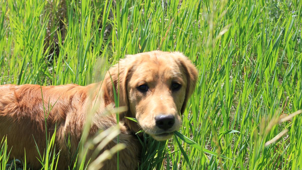 Why Do Dogs Eat Grass? Common Reasons And Safety Advice
