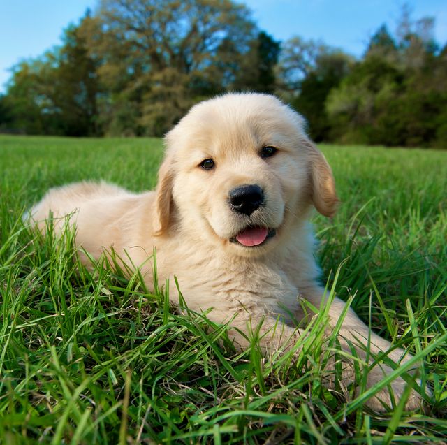 unique dog  names - Golden retriever puppy lying down on grass