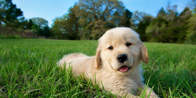 100 Best Unique Dog Names Cute And Unusual Names For Male Female Dogs