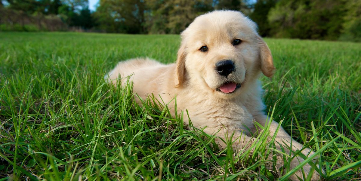 100 Best Unique Dog Names Cute And Unusual Names For Male