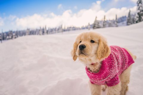 szczeniak golden retriever w różowym sweterku bawiący się w świeżym śniegu