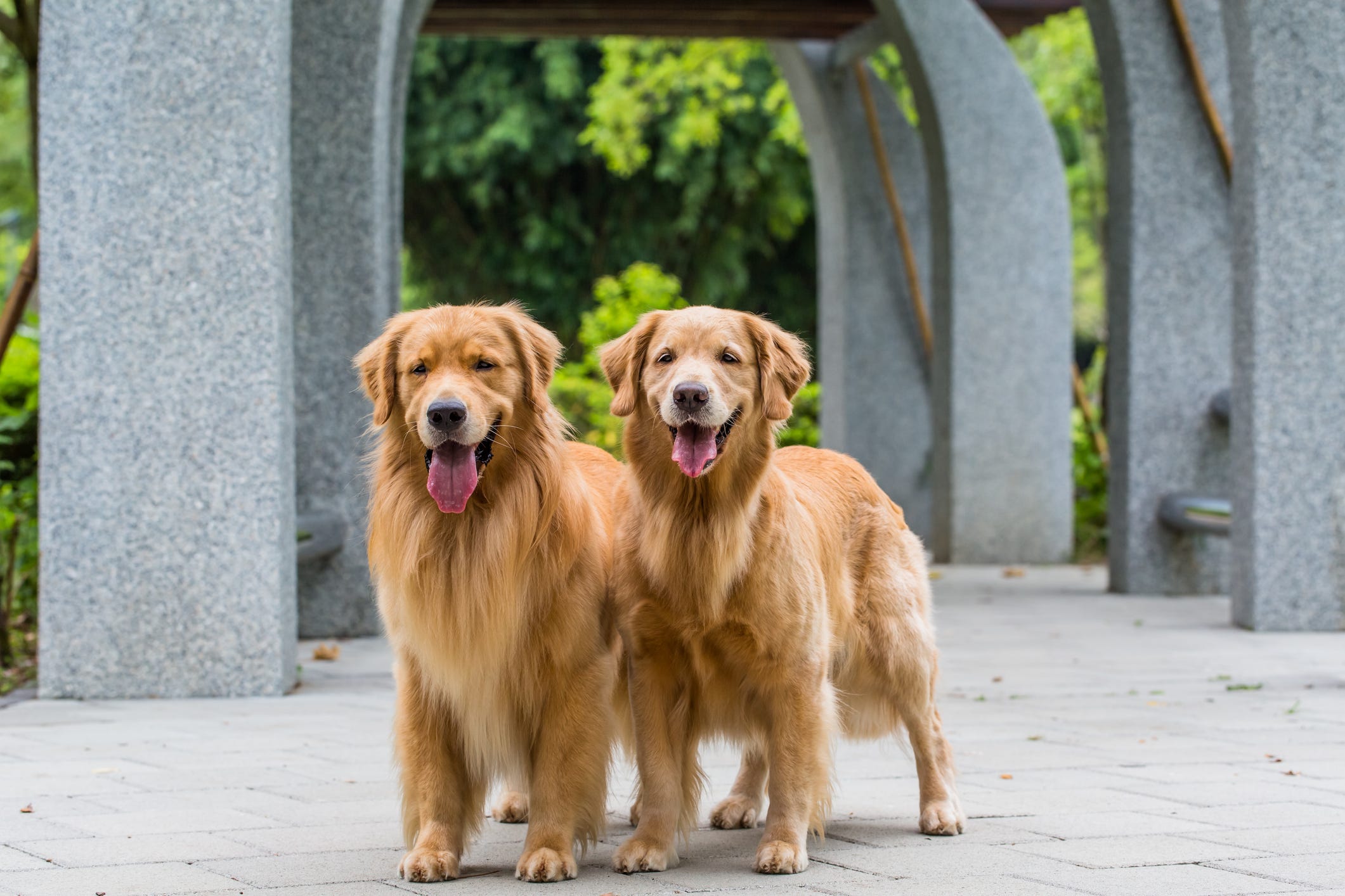 100 Golden Retrievers Will Cross The Boston Marathon Finish Line