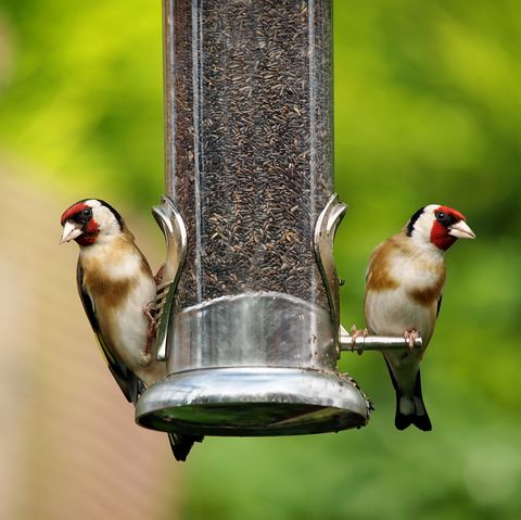 Goldfinch  (Carduelis-carduelis) perched on bird feeder