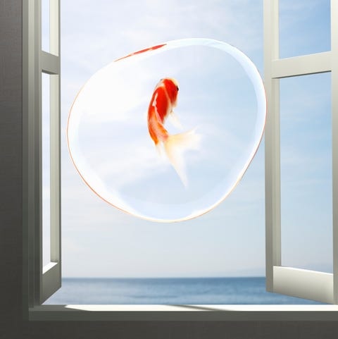 人生における変化の前兆 魚 が出てくる夢が暗示するもの 人生における変化の前兆 魚 が出てくる夢が暗示するもの