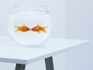 goldfish kissing in fishbowl