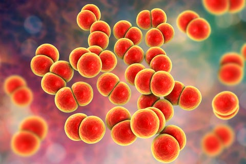 Gonorrhoeae bacteria, illustration
