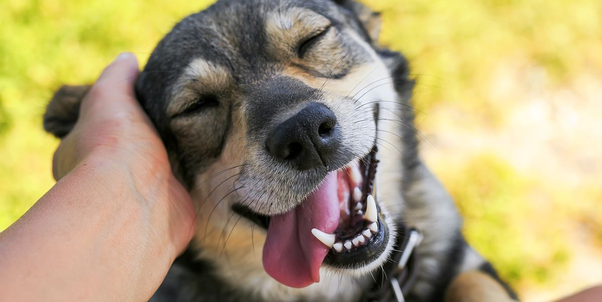 6 signs you are a good dog owner