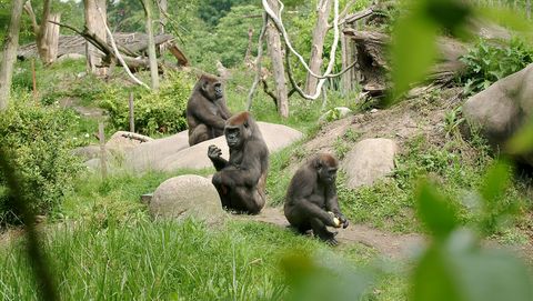 verblijvenbuitenverblijf gorilla's