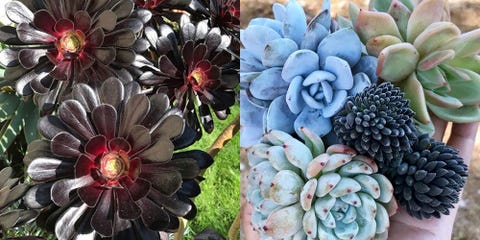 Goth Succulents