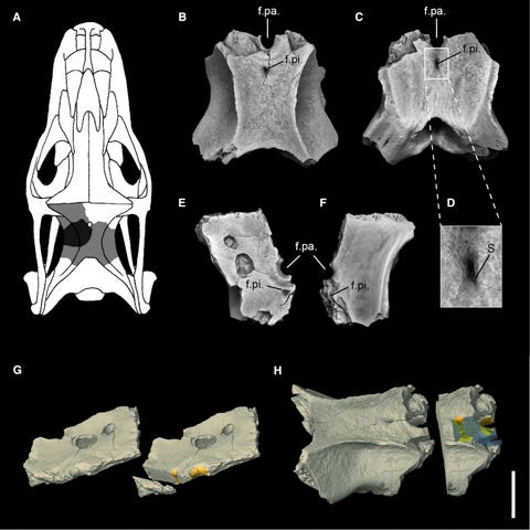 four eyed lizard skull