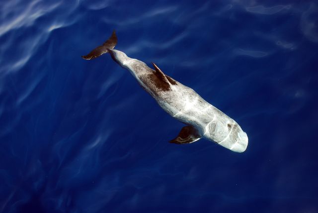 rissos dolphin grampus griseus in the red sea