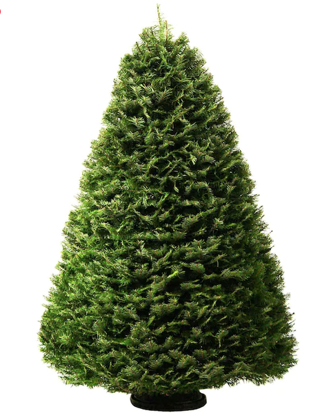 grand fir christmas tree types