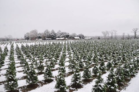 Grant Christmas Tree Farm 1534352105 ?crop=1xw 1xh;center,top&resize=480 *