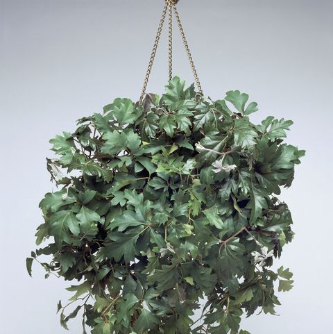grape ivy   indoor hanging plants