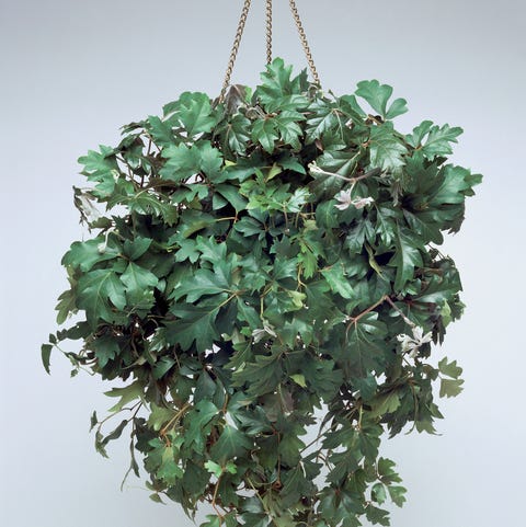 grape ivy   indoor hanging plants