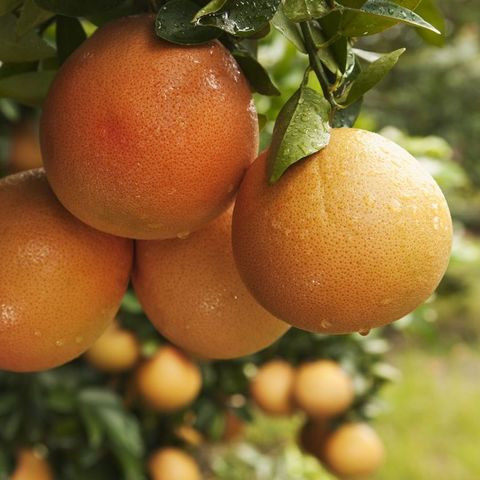 グレープフルーツが健康に効果的な11の理由 栄養価とカロリー 抗酸化作用 免疫システムの維持を栄養士が解説
