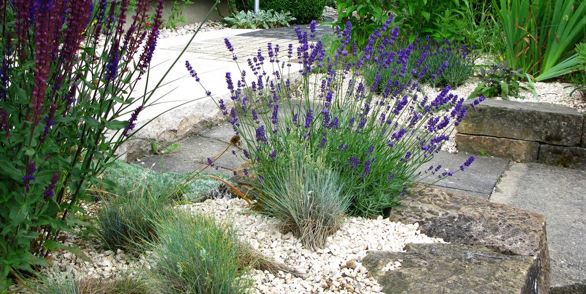 7 Gravel Garden Ideas: Design, Planting and Maintenance