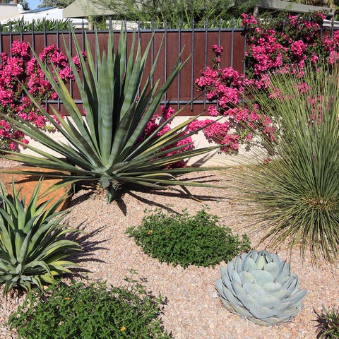 7 Gravel Garden Ideas: Design, Planting and Maintenance