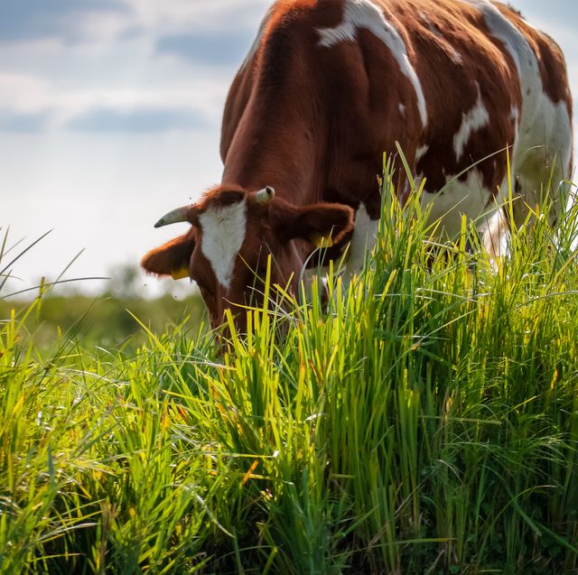 you can now hire ﻿ex dairy cows to cut your grass