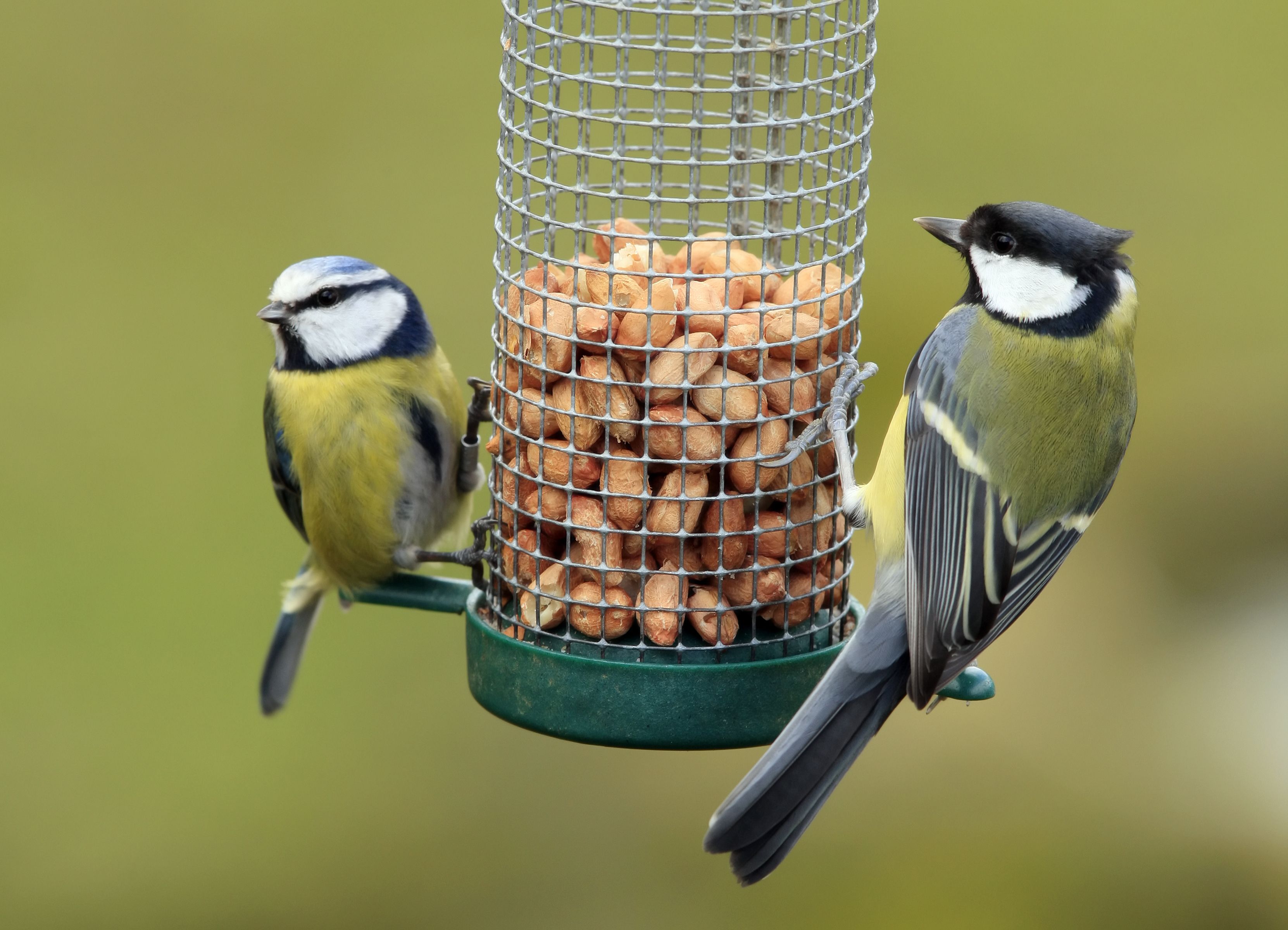 worst bird feeders