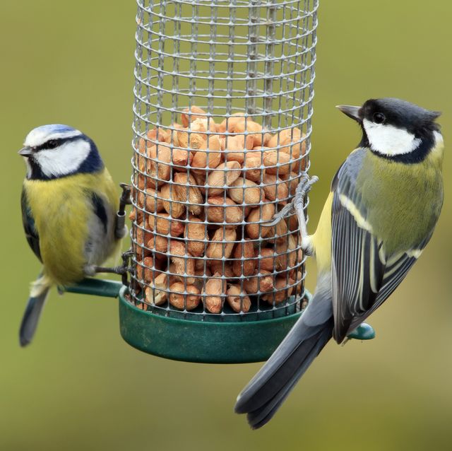 great and blue tit feeding