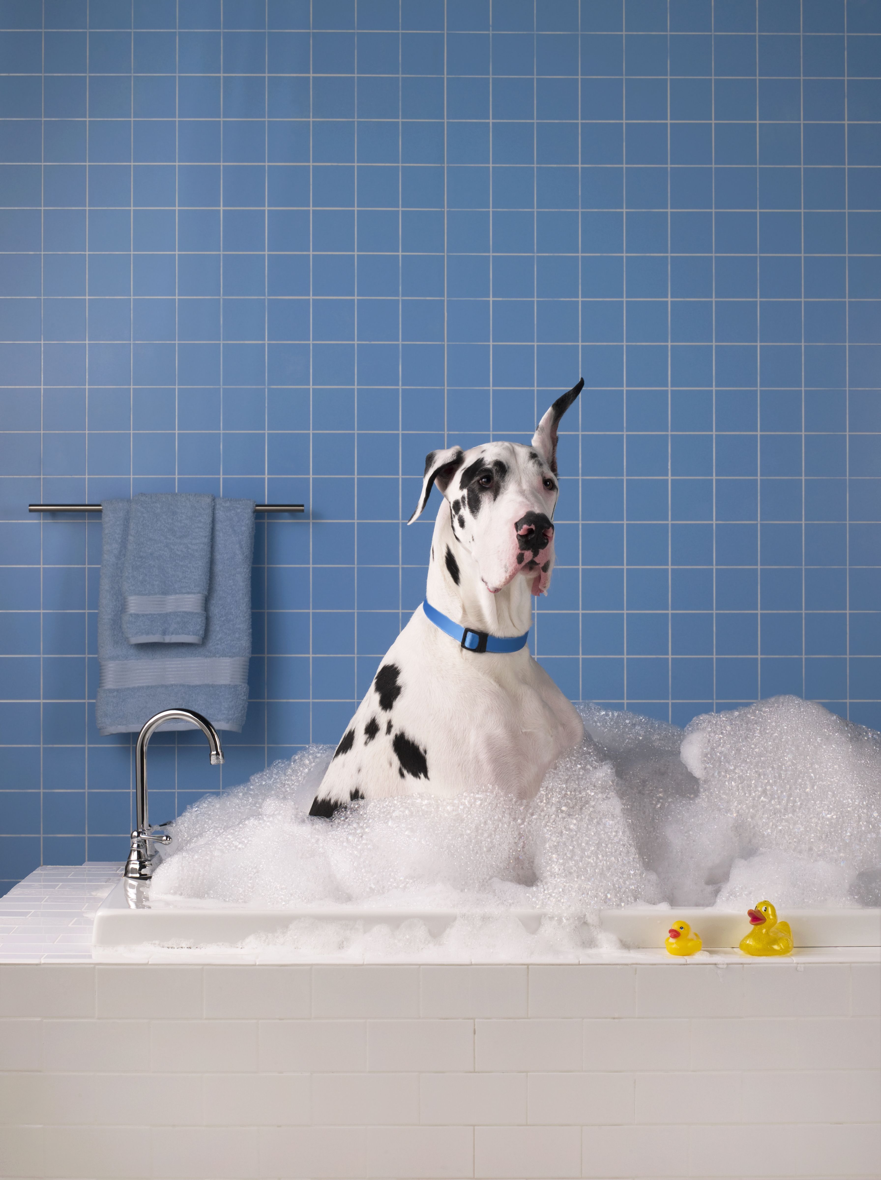 best dog shampoo for dry skin