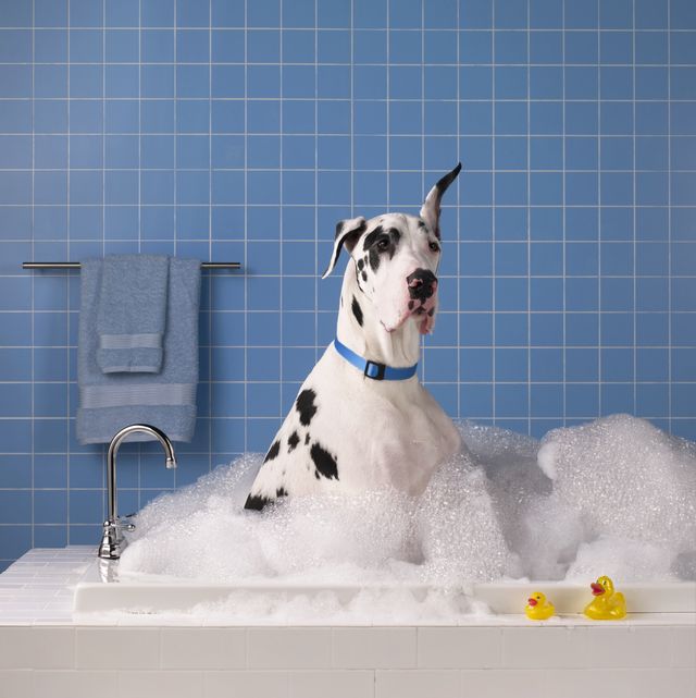 best dog shampoos